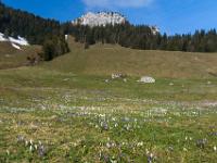 Krokuswiese vor Wasserwand